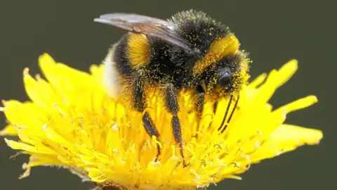 Getty Images/Gerwyn Davies/500px A pollen-covered bee on a yellow flower