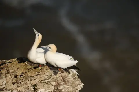 Dan Kitwood/Getty Images Two gannets, large white water birds with a reddish tint to their heads, grey beaks lined with black, red legs and wide grey webbed feet, stand close together on an outcrop of layered brownish rock. One has its head pointed into the air, the other looks ahead. Dark green water lies out of focus in the background.