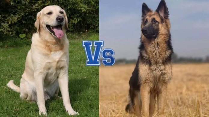 Labrador-Vs-German-Shepherd-Which-is-a-better-family-dog.cms_.jpeg