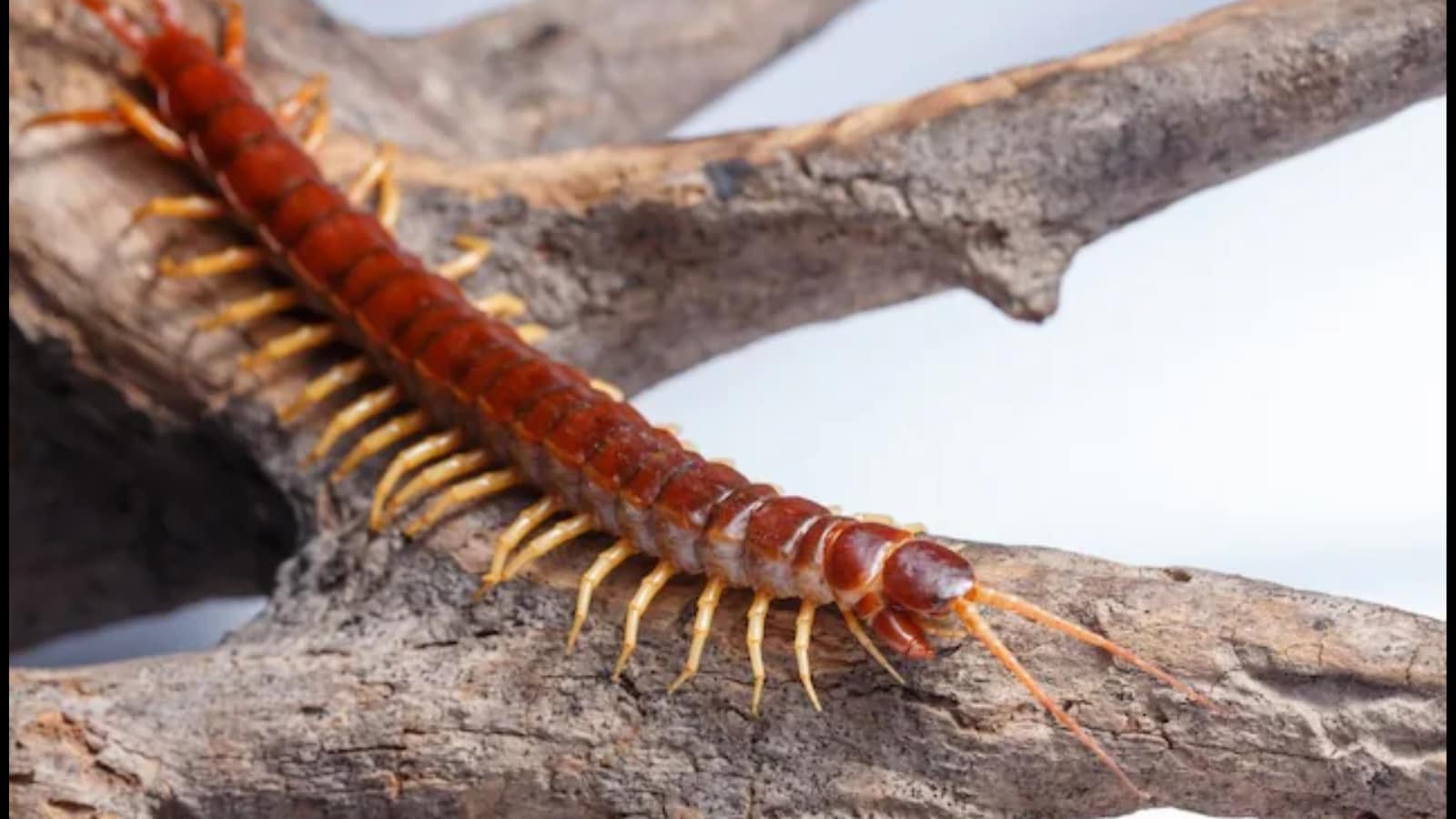 Centipedes Centipedes