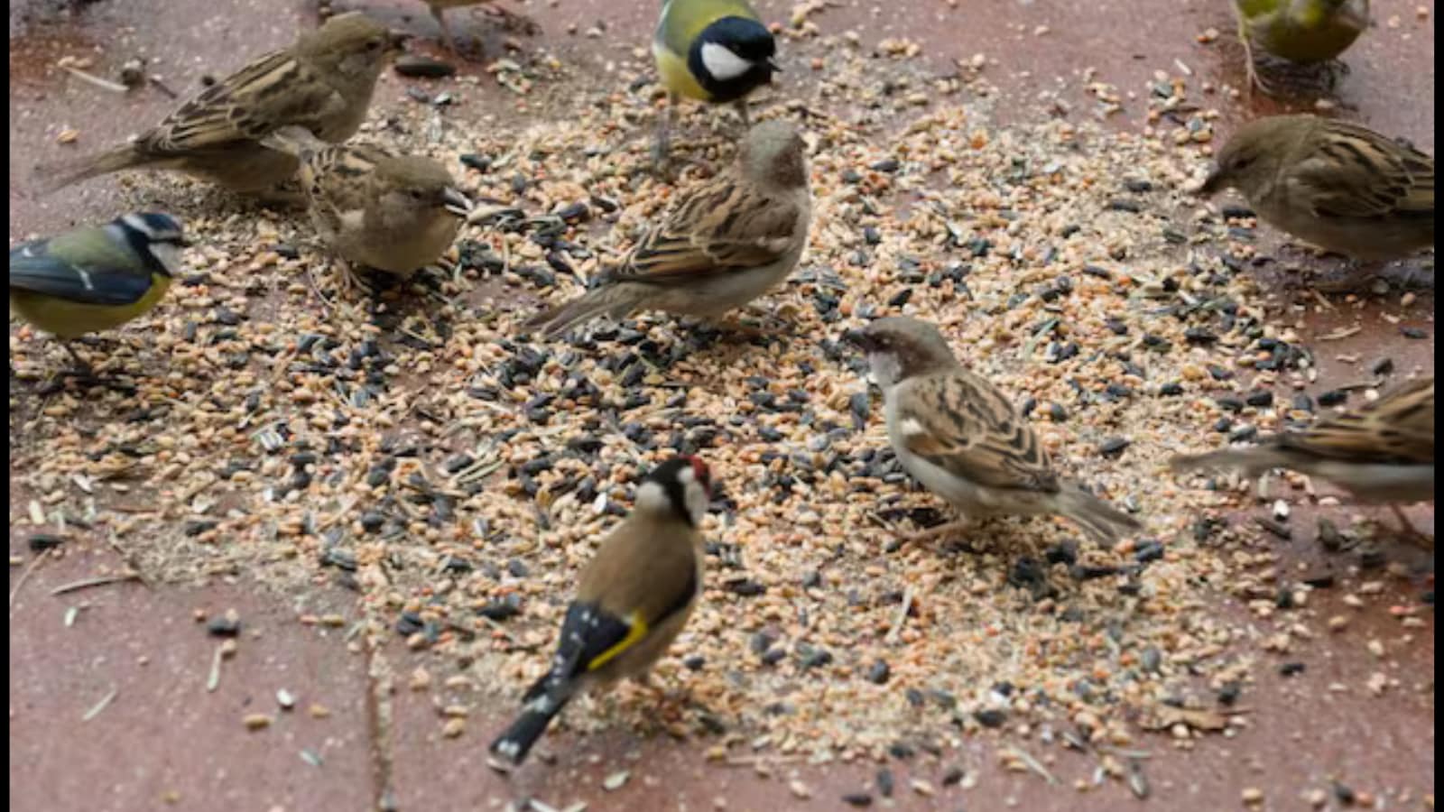 Birds Birds