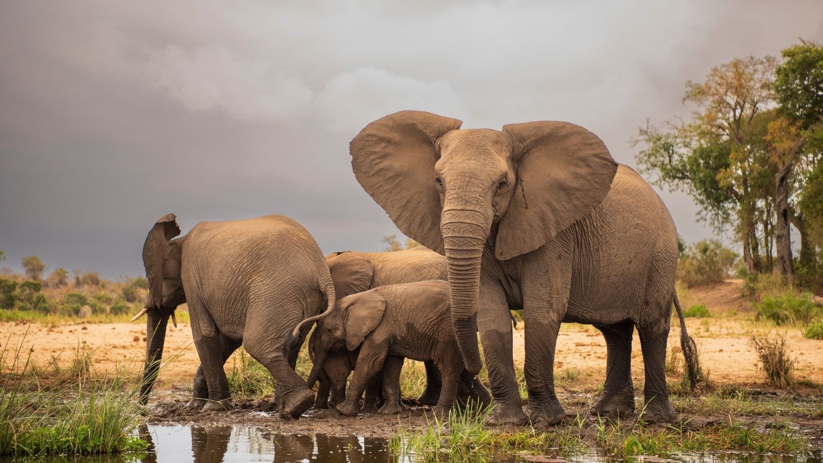 Elephants Elephants