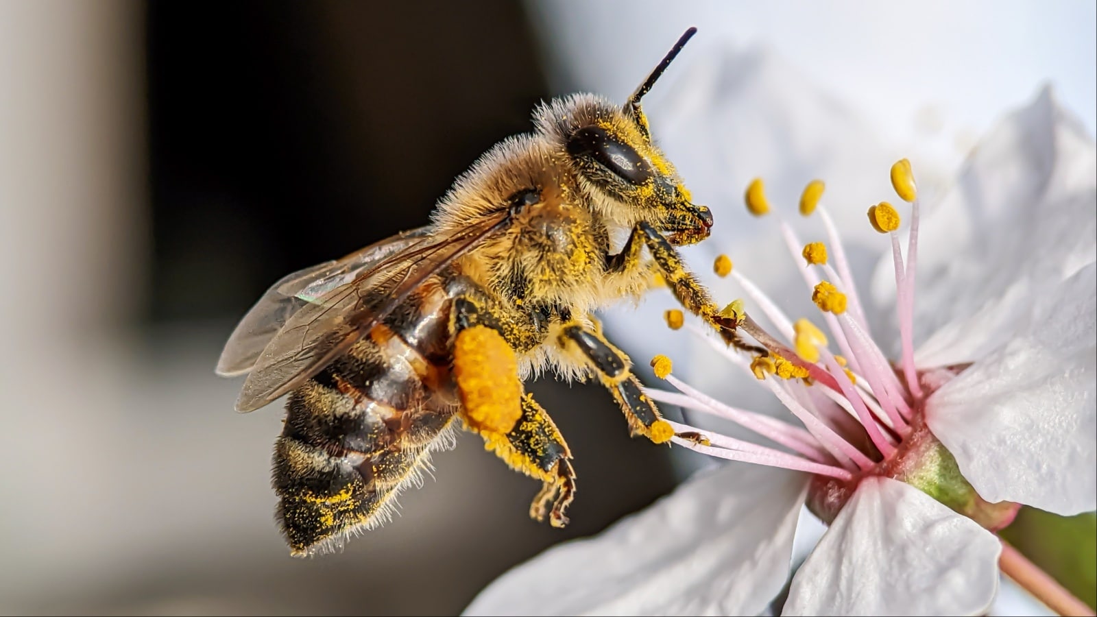 Bees Bees