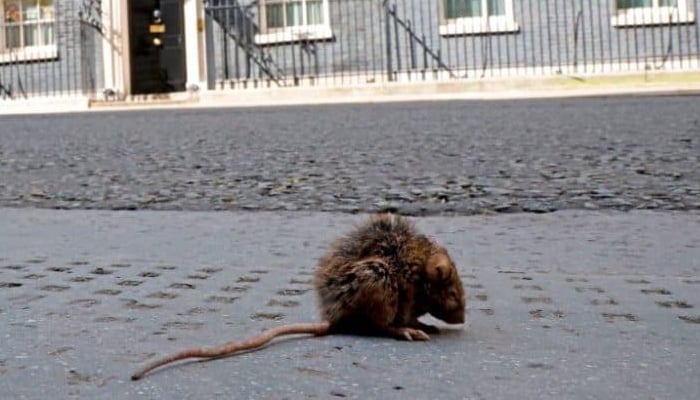Representational image shows a rat sitting in a road. — AFP