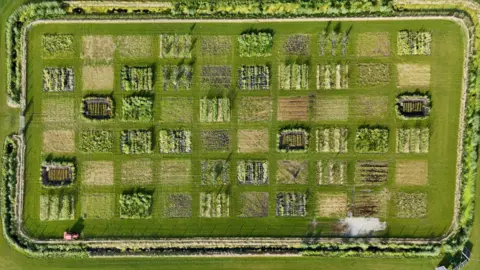 Gwyndaf Hughes/BBC An aerial image of a rectangular field with a boundary made of a ditch of water and a green hedge. Inside the field are 62 small squares of different shades of brown and green, with different crops inside including the four paddy fields.