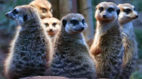 Getty A group of six meerkats stand on their hindlegs looking back at the camera. They have grey-brown fur, pointed noses and piercing eyes.