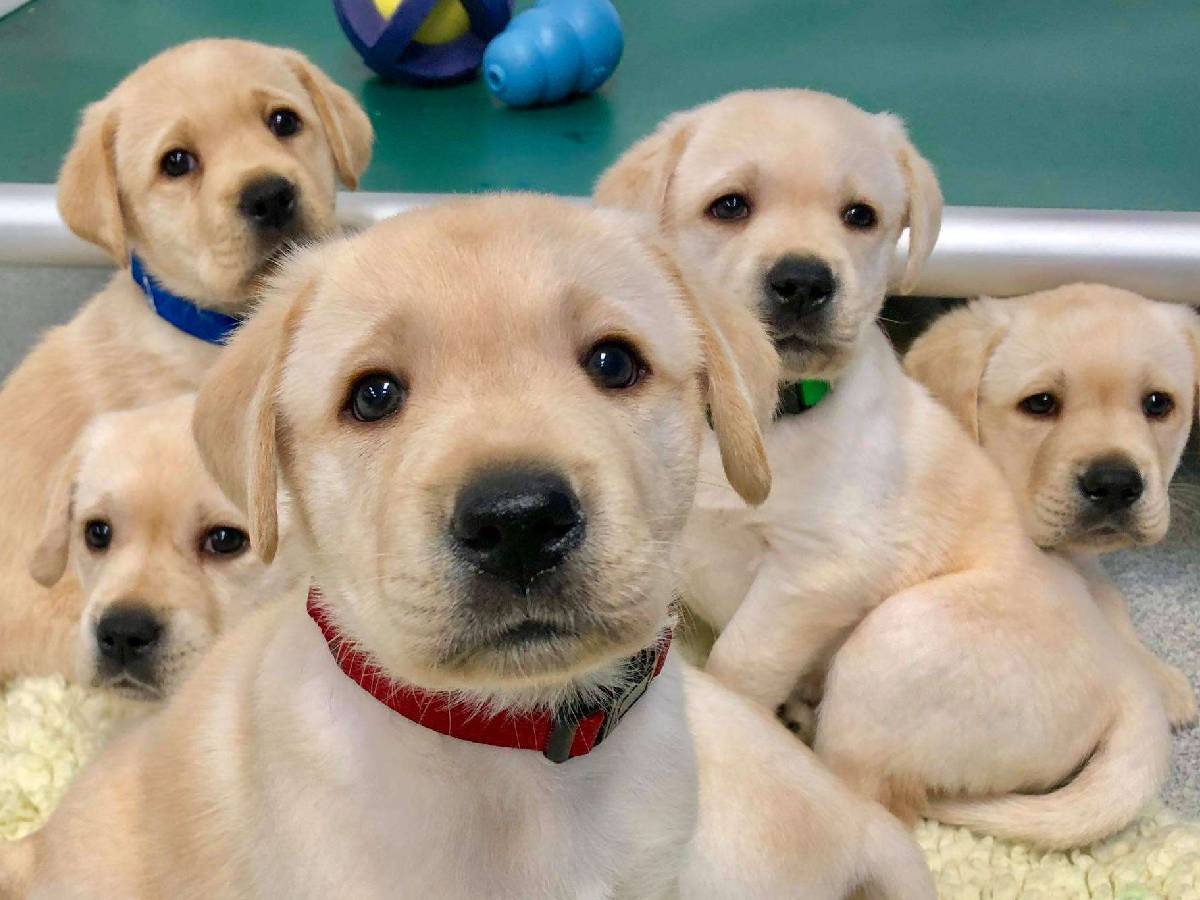  According to reports, only an elite group of word-learner dogs can retain the names of hundreds of toys. Now, a new research is pushing the limits of what dogs can do. 